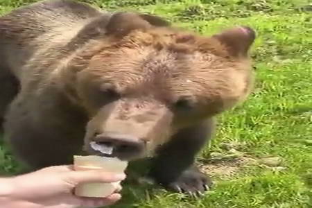 Gluttonous Bear