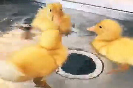 Funny ducklings