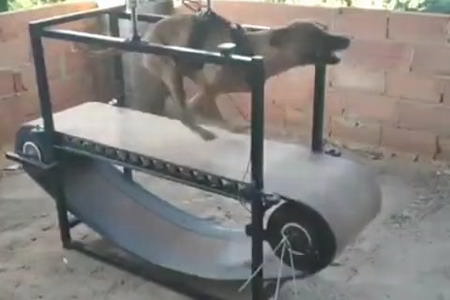 Treadmill for dogs