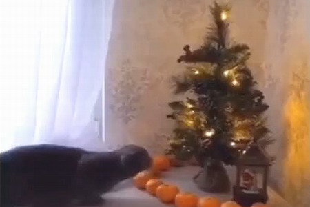 How to protect a Christmas tree from a cat